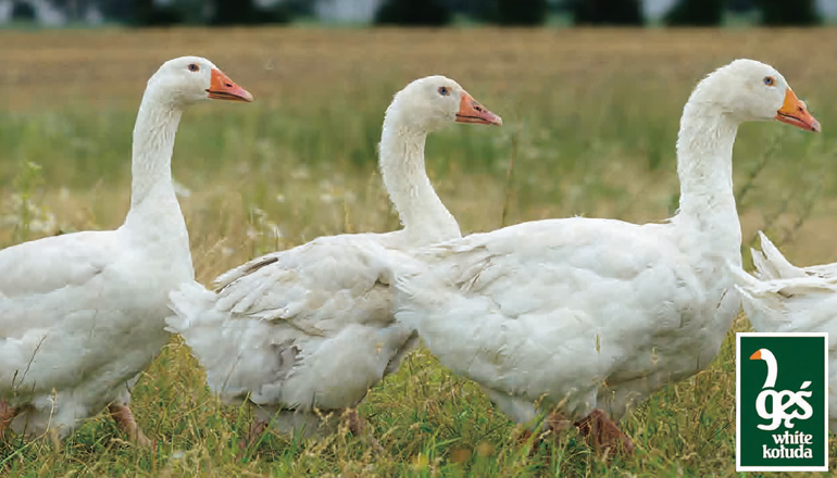 ホワイトグースコウダ