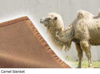 Camel blanket